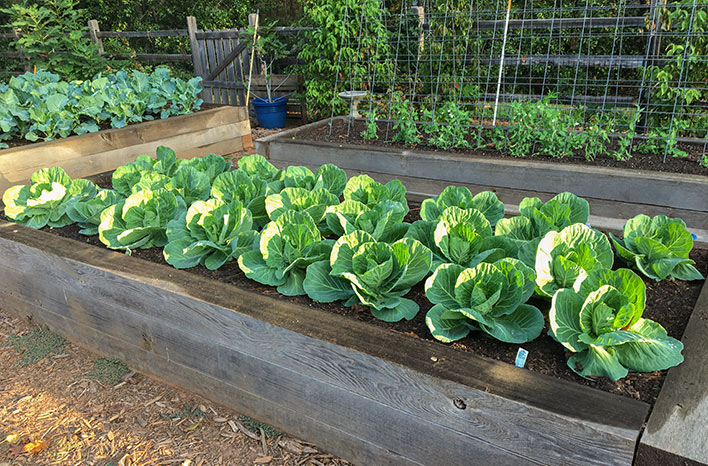 Cabbage Growing Techniques