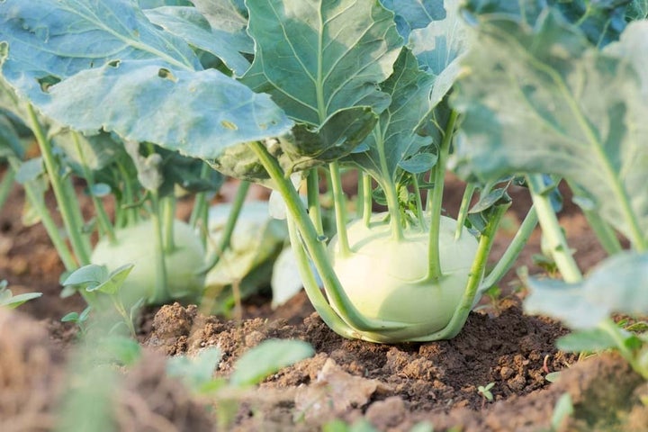 How to Grow and Care for Kohlrabi