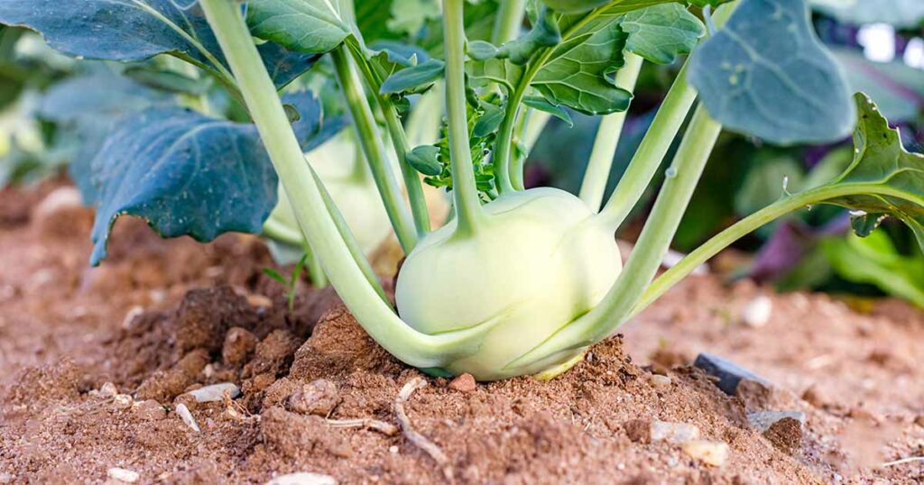 How to grow kohlrabi